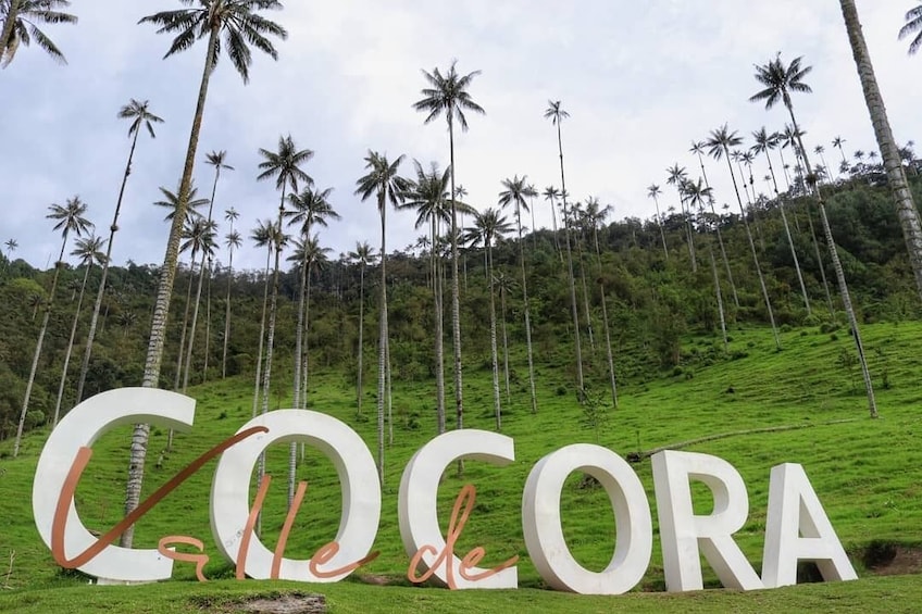 Show item 3 of 10. Cocora Valley excursion from Salento
