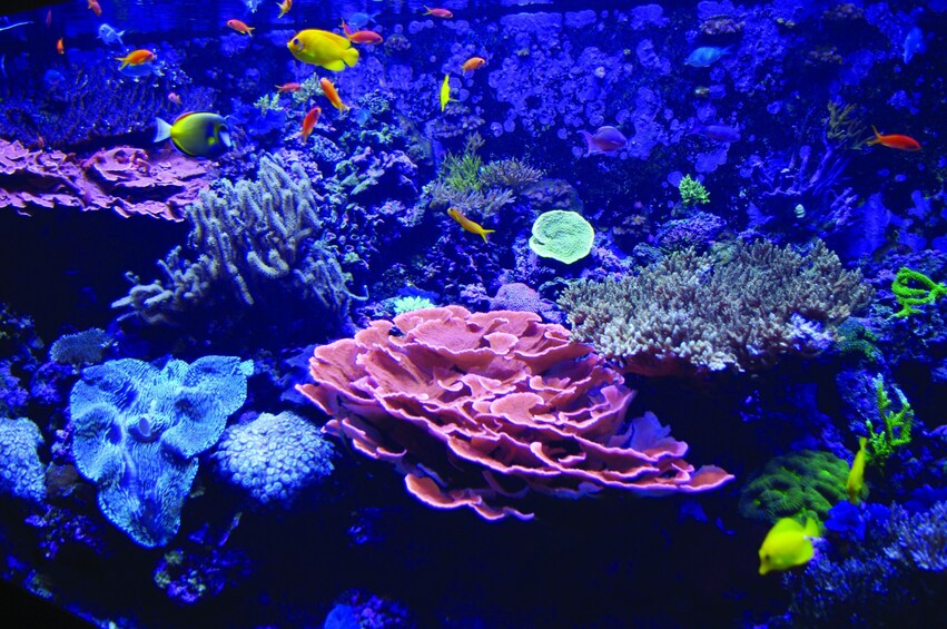 Seattle Aquarium Admission Ticket