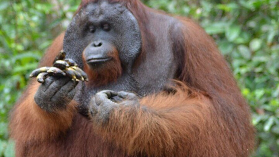 Orangutan Safari Kelotok Houseboat 3 Days 2 Nights Private