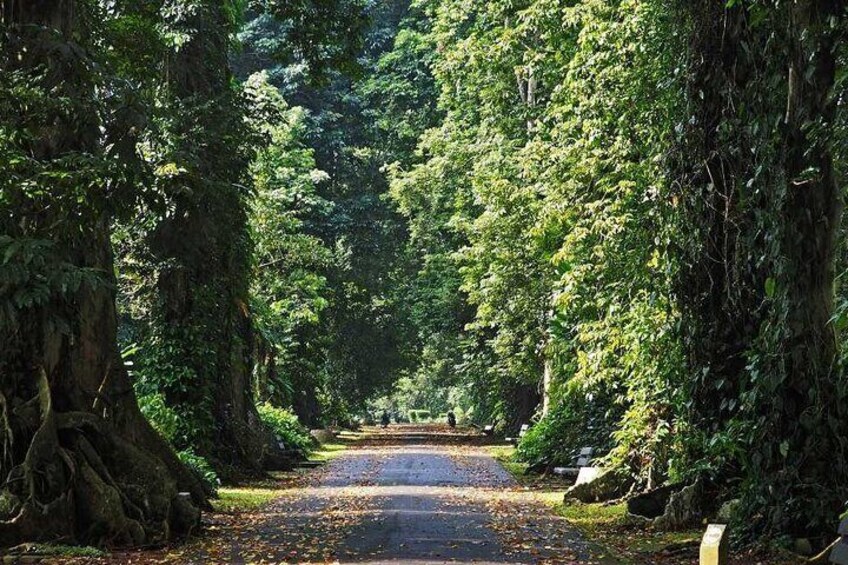 Bogor Botanical Garden, Waterfall, Mountain Springs & Rice Field