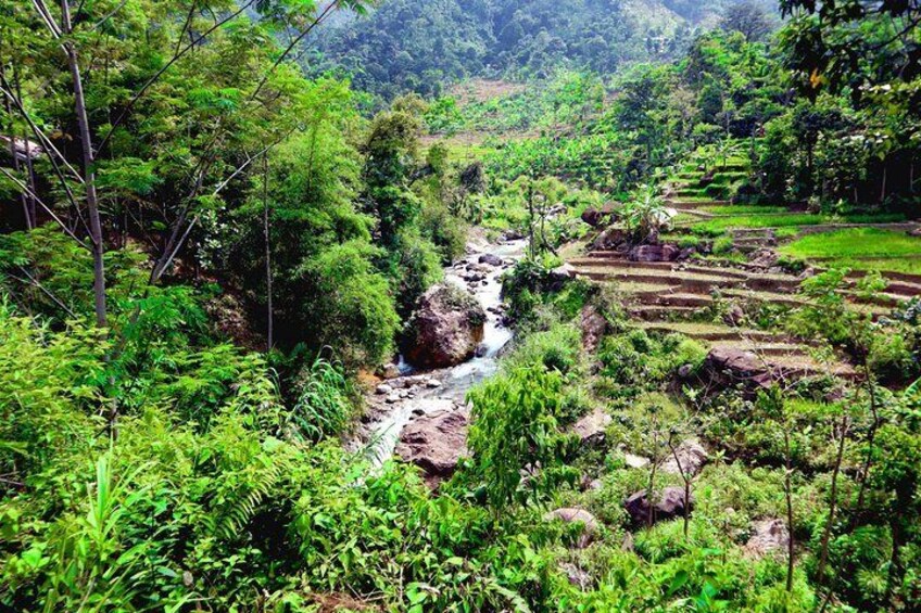 Bogor Botanical Garden, Waterfall, Mountain Springs & Rice Field