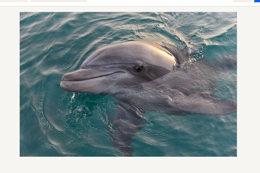 Big Fun Dolphin Cruise & Sealife Experience ORANGE BEACH ALABAMA