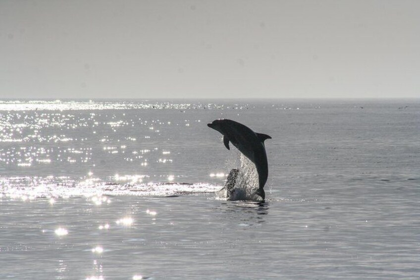 Dolphins love to jump!