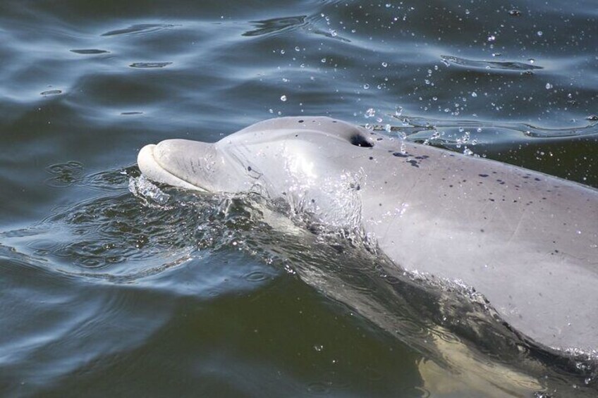 Big Fun Dolphin Cruise and Sealife Experience Orange Beach