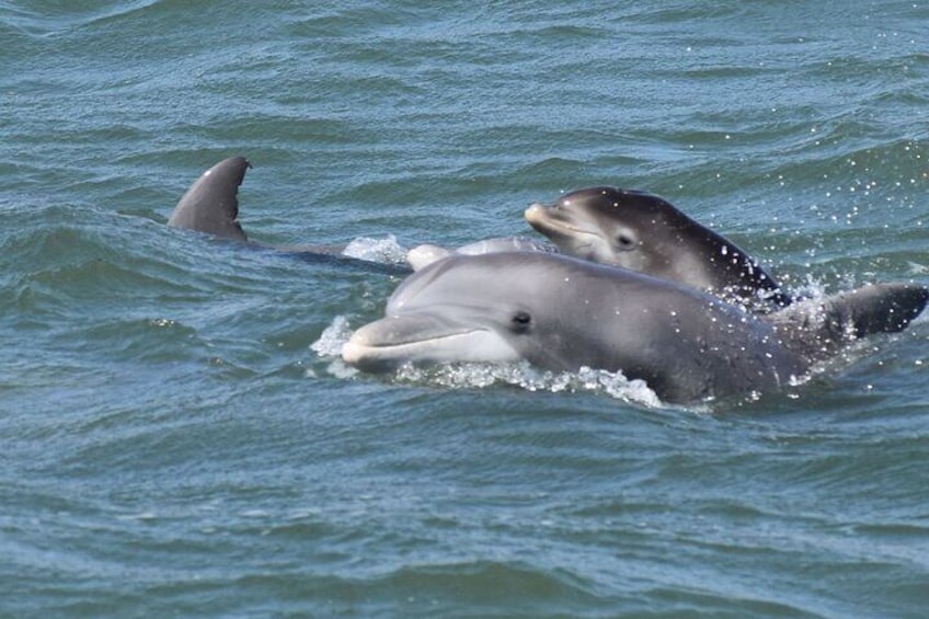 Big Fun Dolphin Cruise and Sealife Experience Orange Beach