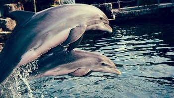 South Beach Dolphin Adventure - 2 Day Tour
