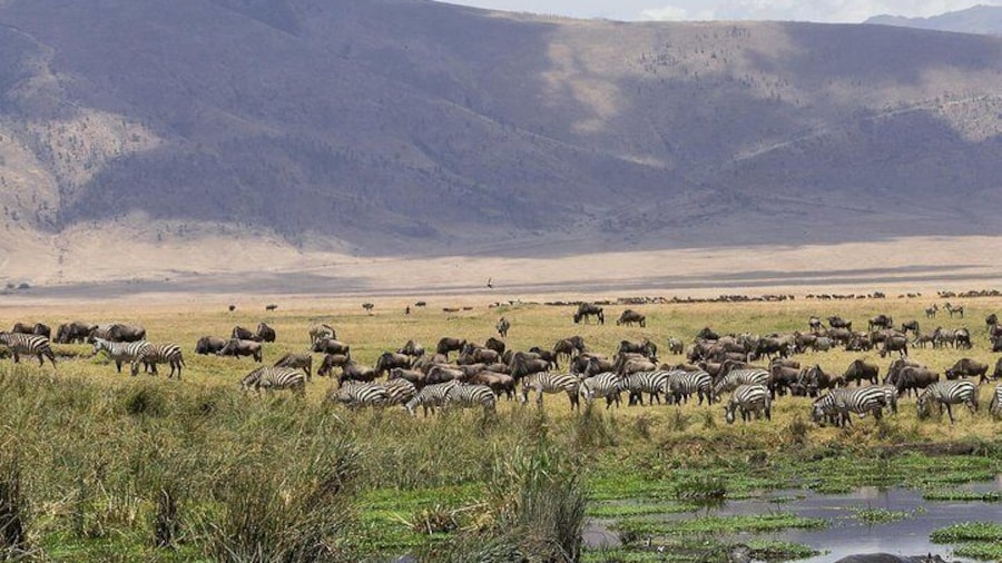 Ngorongoro Crater Day Trip