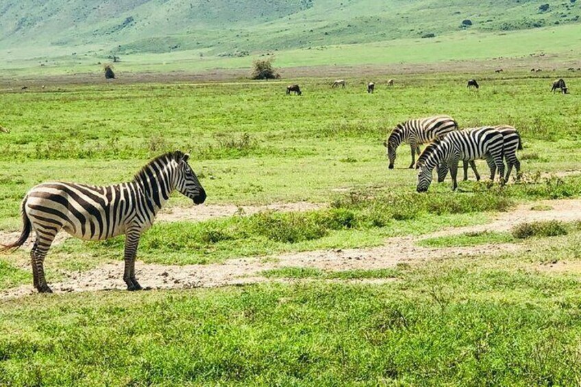 Zebras along Ngorongoro Crater