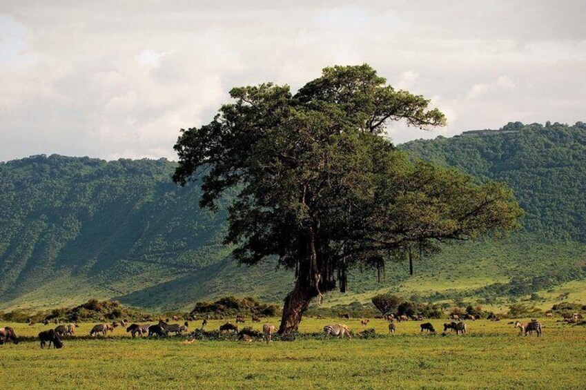 Landscape view in Ngorongoro crater