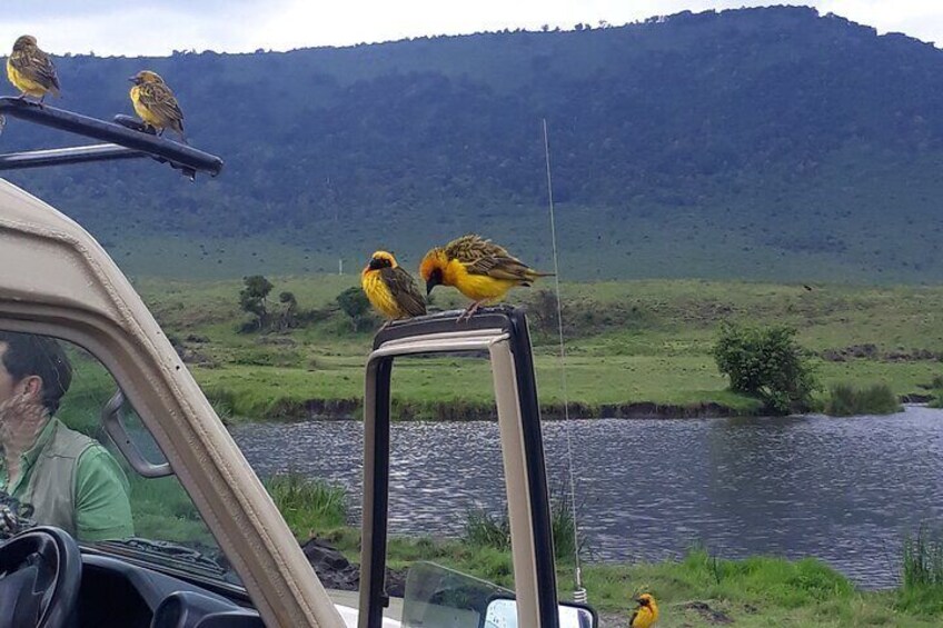 amaizing birds showed up during our Lunch retreat