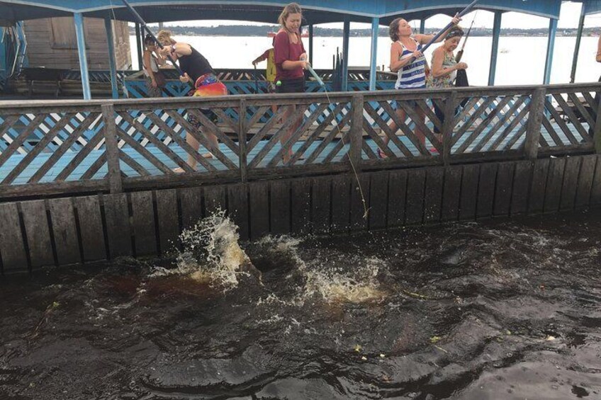 Pirarucu (Arapaima) Fishing fun farm