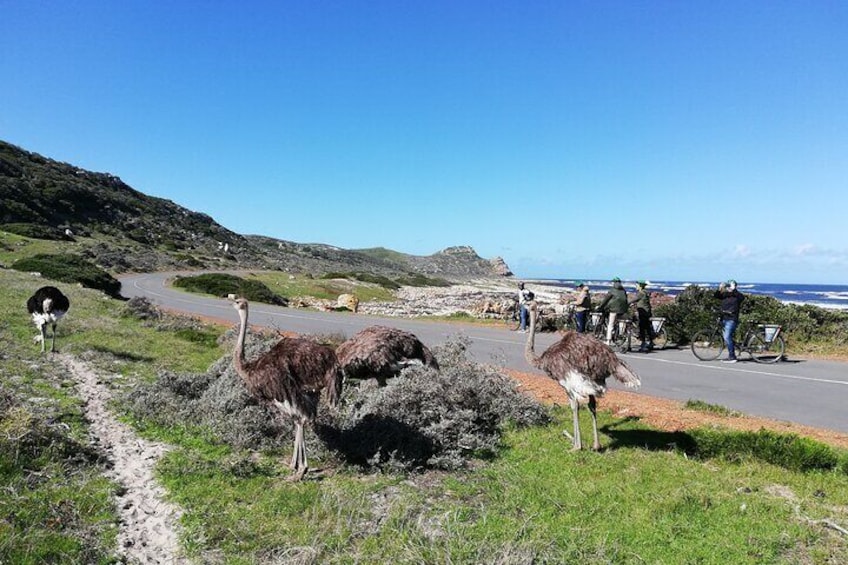 Ostriches in Cape Point National Park, Cape Town