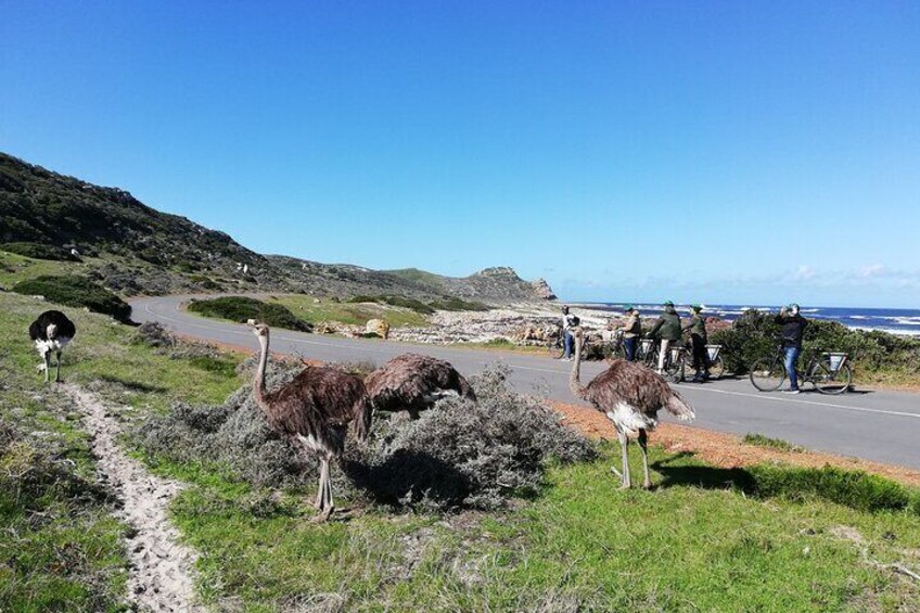 Ostriches in Cape Point National Park, Cape Town