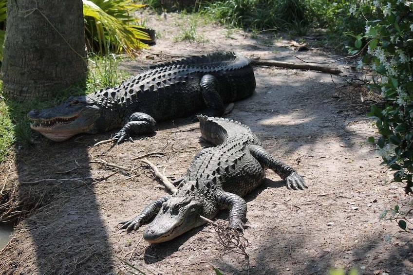 Airboat Ride with Transportation