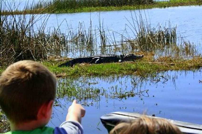 Airboat Ride with Transportation