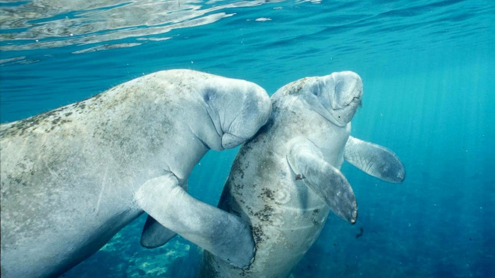 Swimming manatees in Orlando.