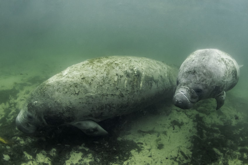 Manatee Snorkel Swim with Breakfast & Lunch