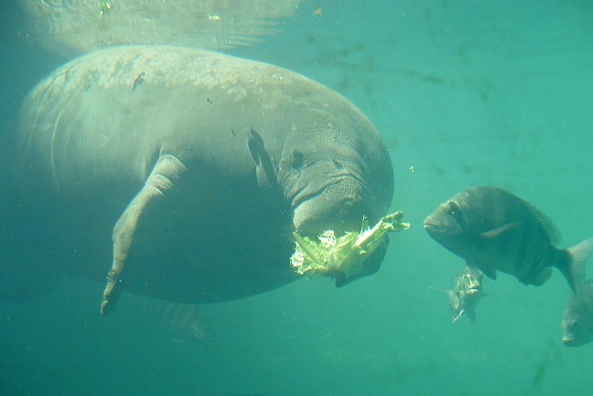Manatee Snorkel Swim with Breakfast & Lunch