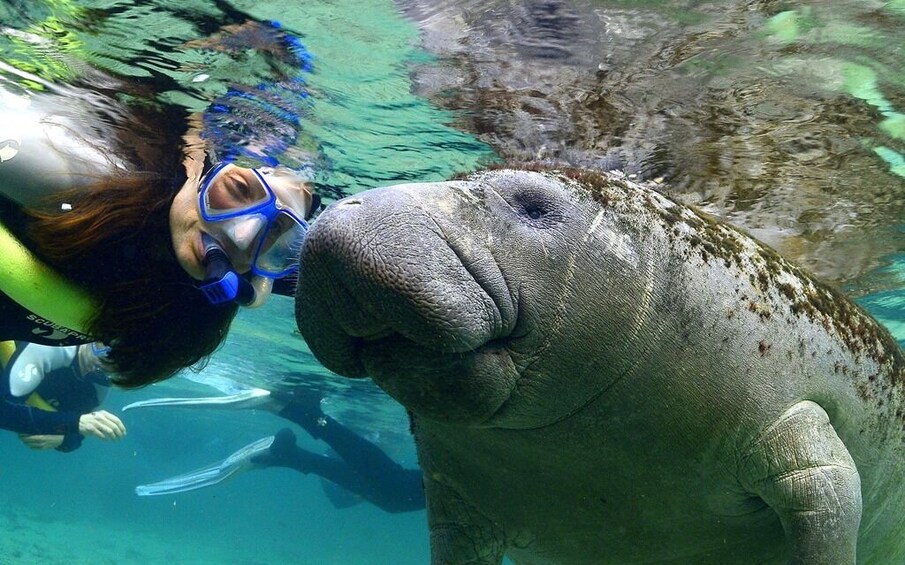 Manatees Swim, Snorkel and Boat Day Tour from Orlando