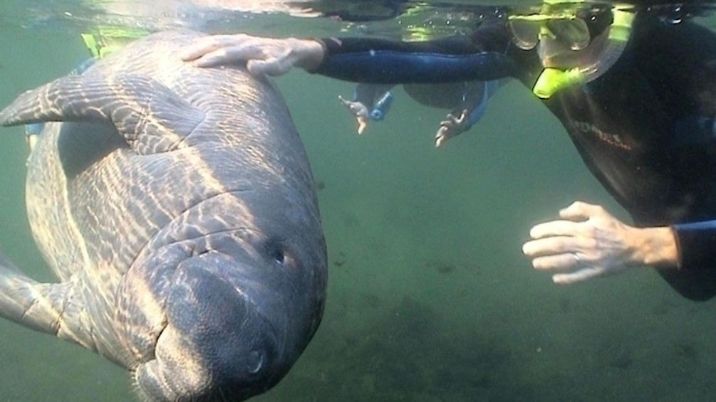 Manatee interaction with person snorkeling in Orlando.