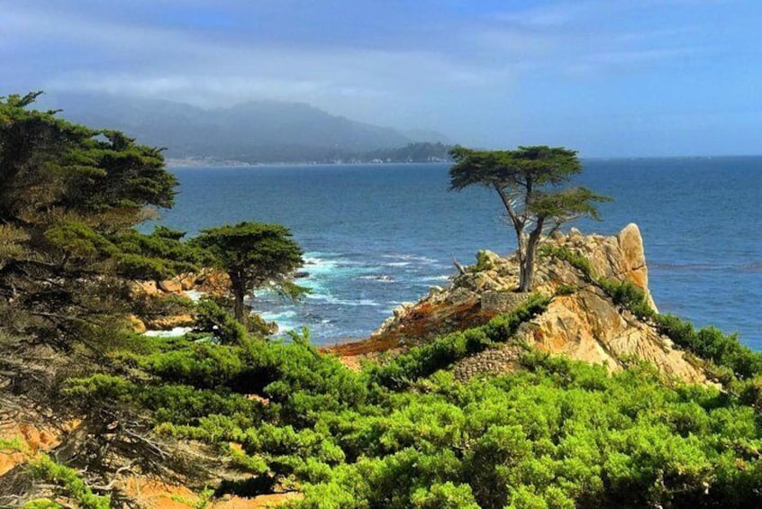 The Lonely Tree - 17 Mile drive - California Hwy 1
