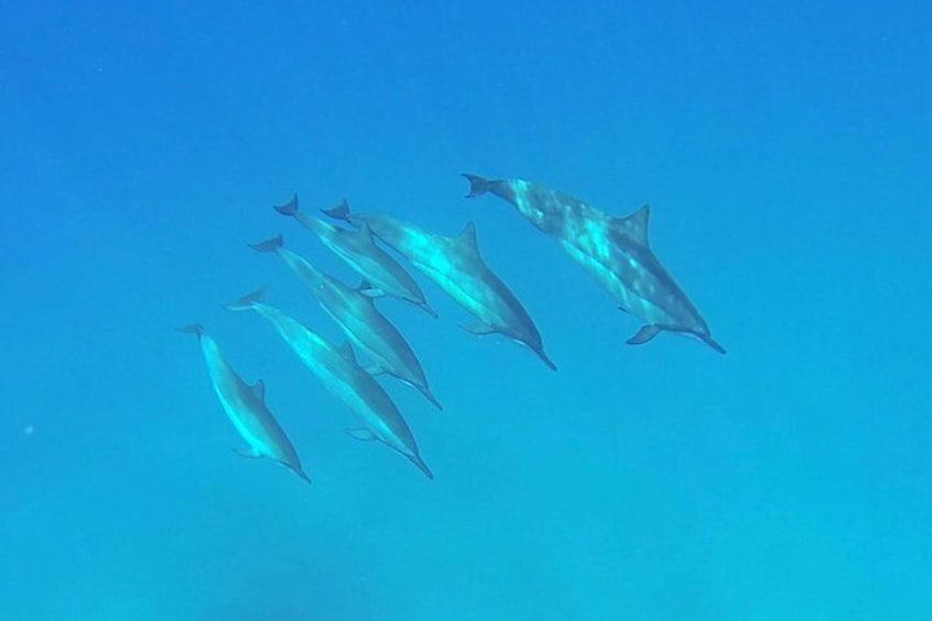 Snorkeling with dolphins 