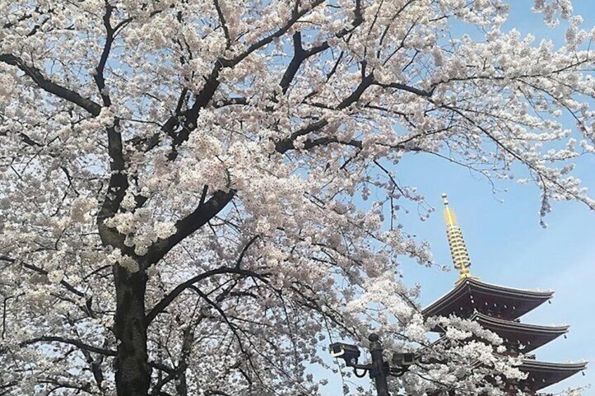 Sensoji Temple