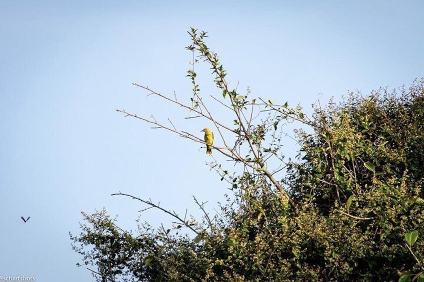 Birdwatching and Nature Walk of South Goa