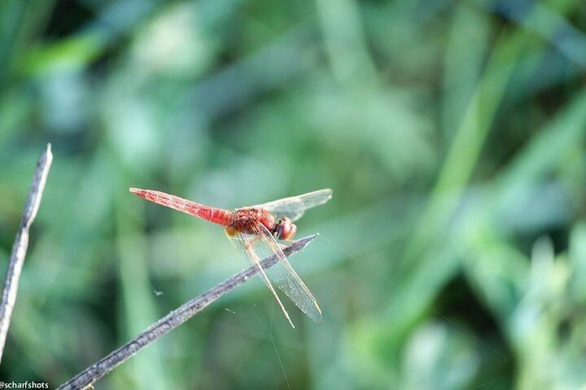 Birdwatching and Nature Walk of South Goa