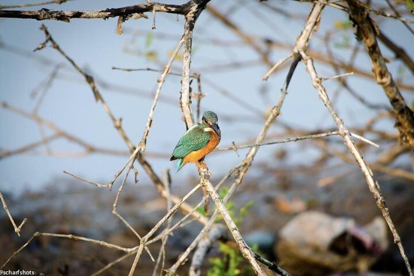 Birdwatching and Nature Walk of South Goa