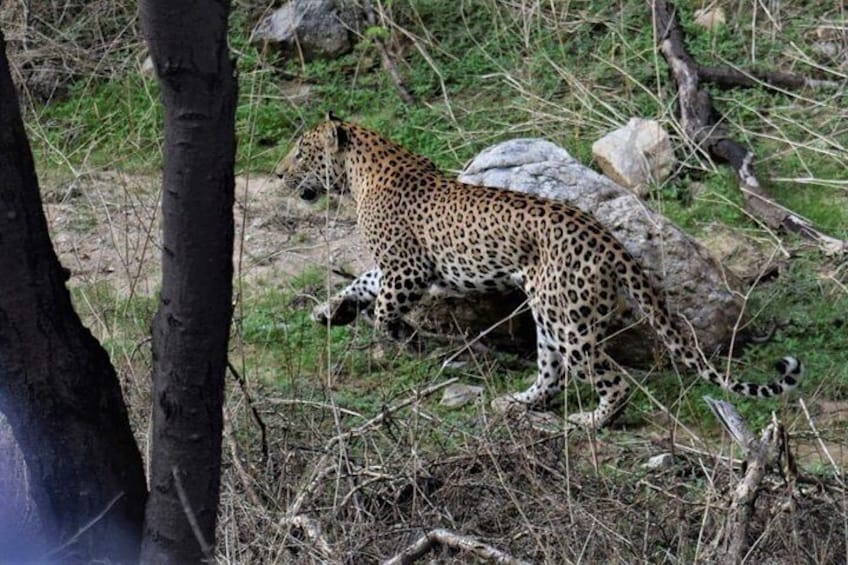 Jaipur half day Jhalana Leopard Safari