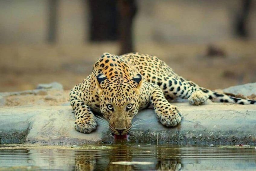 Jaipur half day Jhalana Leopard Safari