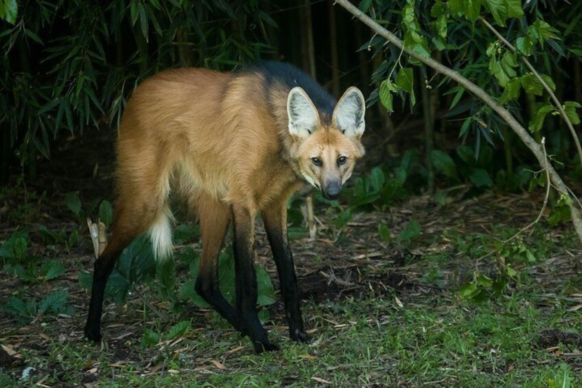 Temaiken Biopark Buenos Aires Tour