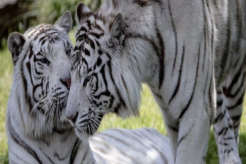 Temaiken Biopark Buenos Aires Tour