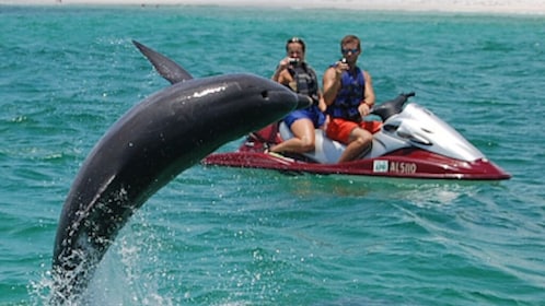 Jetskiäventyr med delfiner på Crab Island