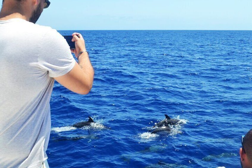 VipDolphins Luxury Whale Watching