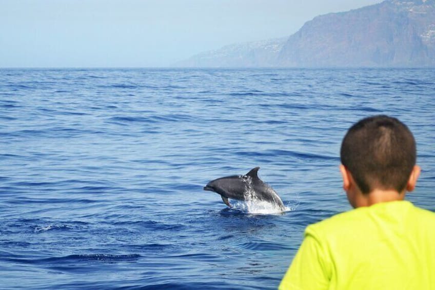 VipDolphins Luxury Whale Watching