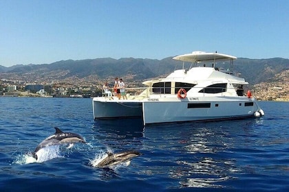 VipDolphins Luxe walvissen spotten