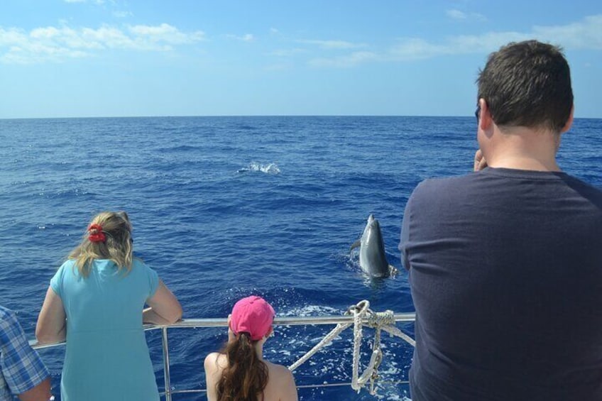VipDolphins Luxury Whale Watching