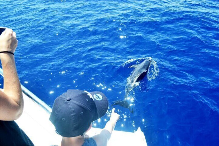 VipDolphins Luxury Whale Watching