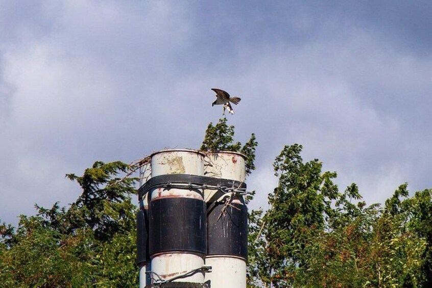 Osprey Nests