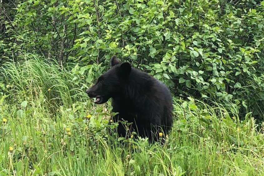 Black Bear sighting.