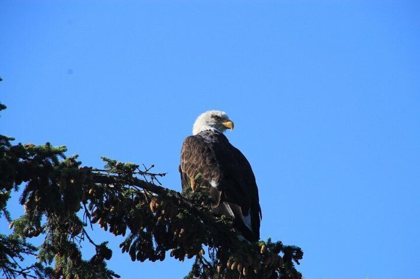 Bald Eagle, Skagway 