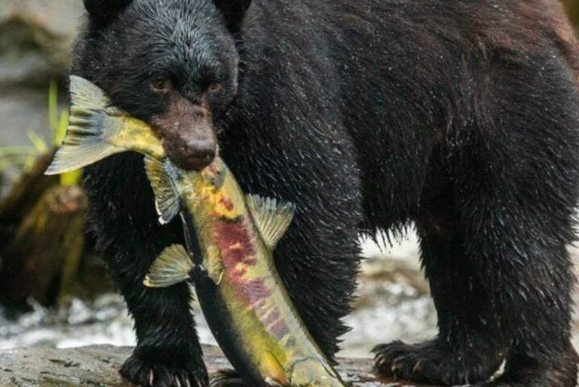 Happy Black Bear with his big Chum Salmon