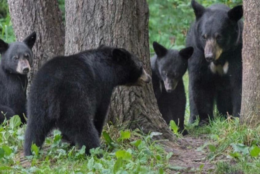 Family of local Black Bear.