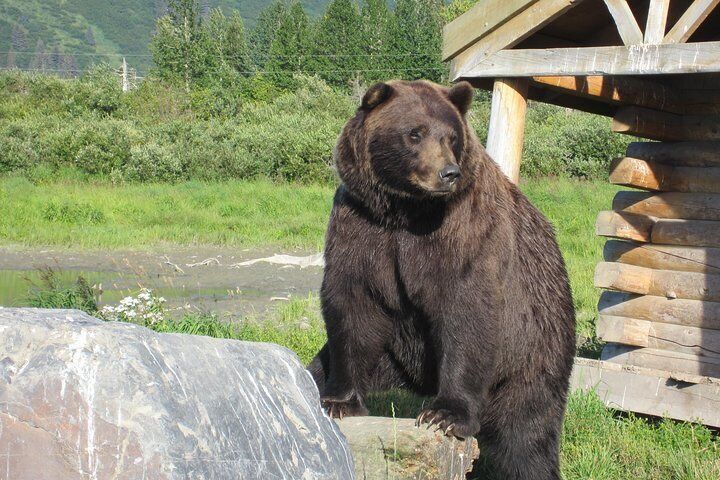 Alaska Wildlife Conservation Center Express