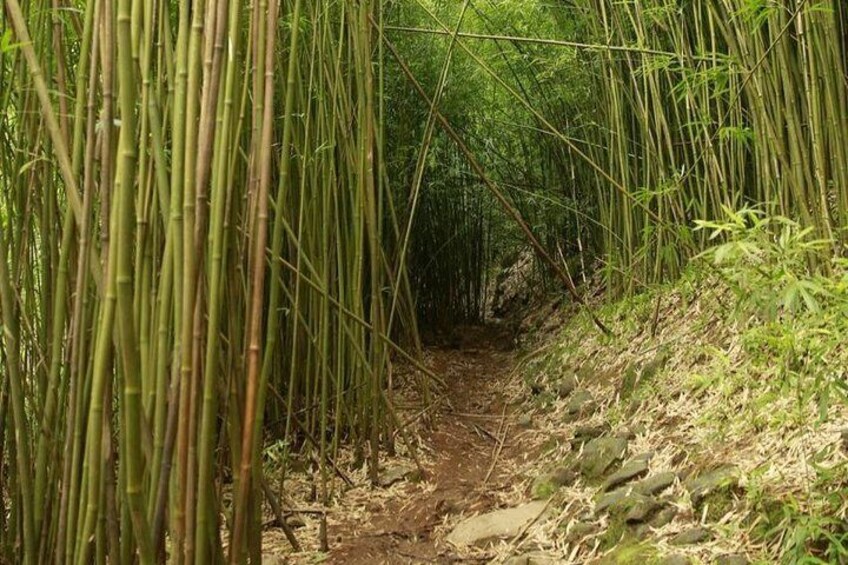 Waterfall and Rainforest Adventure