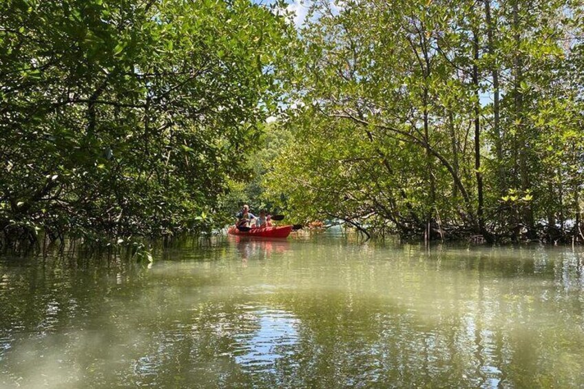 Langkawi Mangrove Kayaking Adventure With Nature Explorer