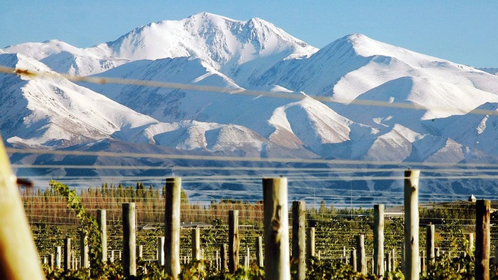 Snow covered peaks of a mountain range in mendoza as seen from a vineyard