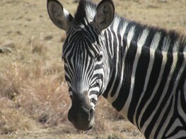 3Night 4Day Kruger National Park Safari with Panorama Route